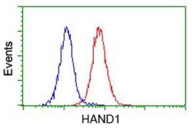 Flow Cytometry: HAND1 Antibody (OTI1G10) - Azide and BSA Free [NBP2-71459]