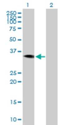 Western Blot: HAO2 Antibody [H00051179-B01P]