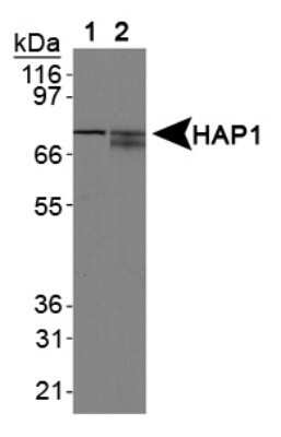 Western Blot: HAP1 Antibody (1B6)Azide and BSA Free [NBP2-80758]