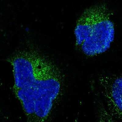 Immunocytochemistry/ Immunofluorescence: HAPLN1 Antibody [NBP1-85443]