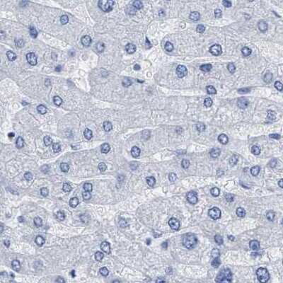 Immunohistochemistry-Paraffin: HAPLN1 Antibody [NBP1-84376]