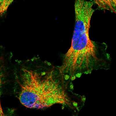 Immunocytochemistry/ Immunofluorescence: HARBI1 Antibody [NBP1-88384]