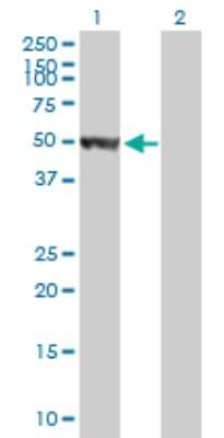 Western Blot: HARS Antibody [H00003035-B01P]