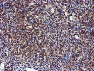 Immunohistochemistry: HARS2 Antibody (OTI5H2) - Azide and BSA Free [NBP2-71739]