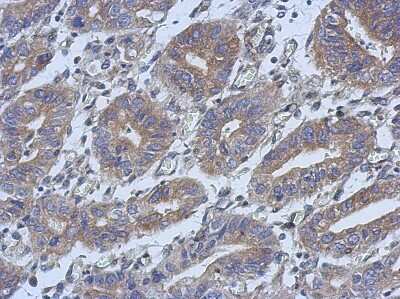 Immunohistochemistry-Paraffin: HAUS4 Antibody [NBP2-16783]