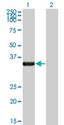 Western Blot: HAX-1 Antibody (1D2) [H00010456-M04]