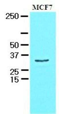 Western Blot: HAX-1 Antibody (3C5)BSA Free [NBP1-30169]