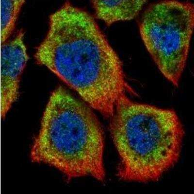 Immunocytochemistry/ Immunofluorescence: HAX-1 Antibody [NBP1-31647]