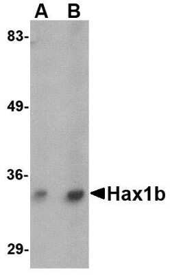 Western Blot: HAX-1 AntibodyBSA Free [NBP1-76361]