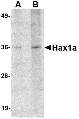 Western Blot: HAX-1 AntibodyBSA Free [NBP1-76362]