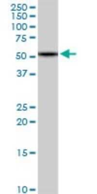Western Blot: HBS1L Antibody [H00010767-D01P]