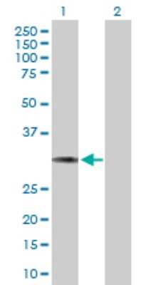 Western Blot: HCCS Antibody [H00003052-B01P]