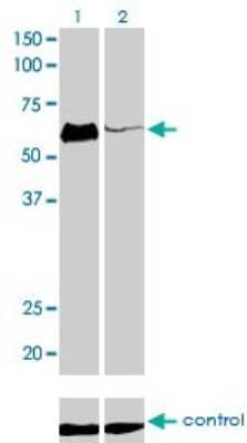 Western Blot: HCLS1 Antibody (1A8) [H00003059-M02]