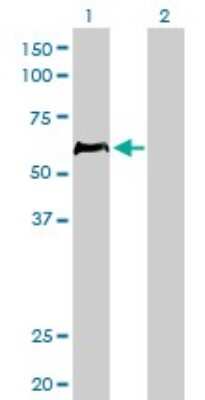 Western Blot: HCLS1 Antibody (1A8) [H00003059-M02]