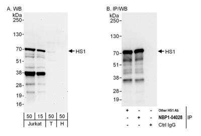 Western Blot: HCLS1 Antibody [NBP2-04028]
