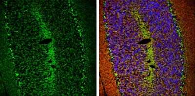 Immunohistochemistry-Frozen: HCN1 Antibody [NBP3-13014]