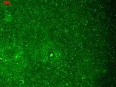 Immunohistochemistry: HCN1 Antibody (S70) [NBP1-22450]