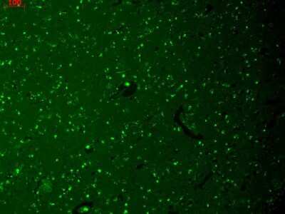 Immunohistochemistry: HCN1 Antibody (S70) [NBP1-22450]