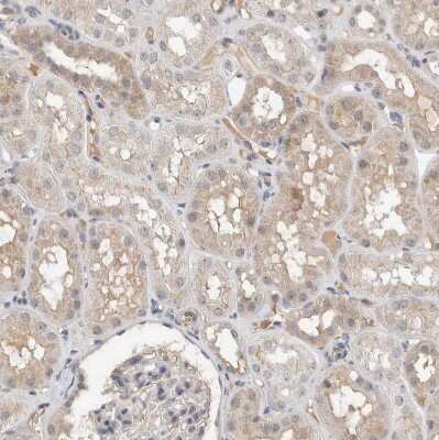 Immunohistochemistry-Paraffin: HCN3 Antibody [NBP1-81402]
