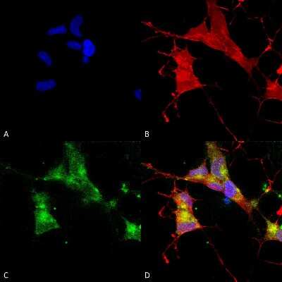 Immunocytochemistry/ Immunofluorescence: HCN4 Antibody (S114/10) [NBP2-12910]