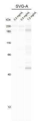 Simple Western: HDAC10 AntibodyBSA Free [NB600-223]
