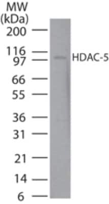Western Blot: 0 [NBP2-03988]
