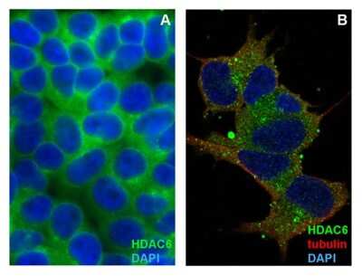 Immunocytochemistry/ Immunofluorescence: HDAC6 Antibody (236) [NBP3-05295]