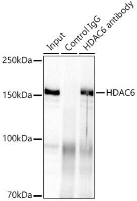 Immunoprecipitation: HDAC6 Antibody (9V1W2) [NBP3-16082]