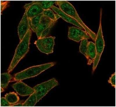 Immunocytochemistry/ Immunofluorescence: HDAC6 Antibody (PCRP-HDAC6-1A4) [NBP3-13824]