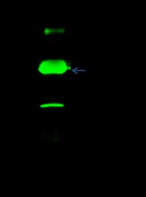 Immunoprecipitation: HDAC7 Antibody [NBP2-98759]