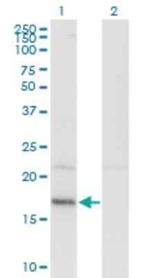 Western Blot: HDDC3 Antibody (7E6) [H00374659-M05]