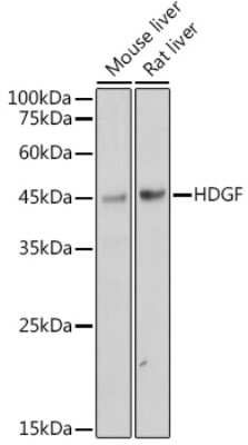Western Blot: HDGF Antibody (5U7A7) [NBP3-15281]