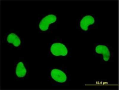 Immunocytochemistry/ Immunofluorescence: HDGFRP3 Antibody (2G12) [H00050810-M01]