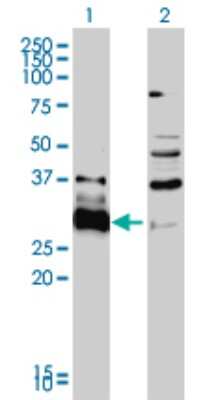 Western Blot: HDGFRP3 Antibody (2G12) [H00050810-M01]