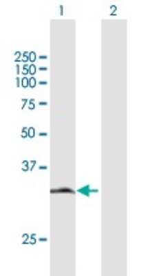 Western Blot: HDGFRP3 Antibody [H00050810-B02P]