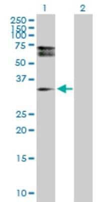 Western Blot: HDGFRP3 Antibody [H00050810-D01P]