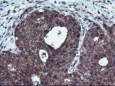 Immunohistochemistry-Paraffin: HDHD1A Antibody (OTI7A2) [NBP2-00487]