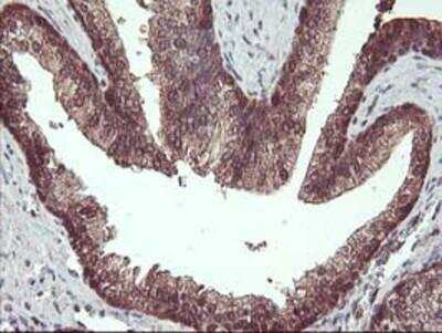 Immunohistochemistry-Paraffin: HDHD1A Antibody (OTI7A2) [NBP2-00487]