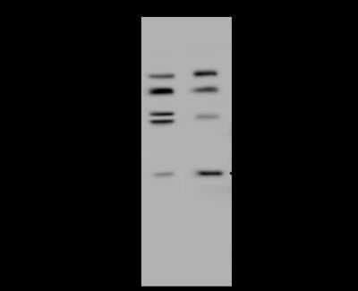 Western Blot: HDHD2 Antibody [NBP2-99209]