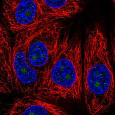 Immunocytochemistry/ Immunofluorescence: HDHD3 Antibody [NBP1-86708]