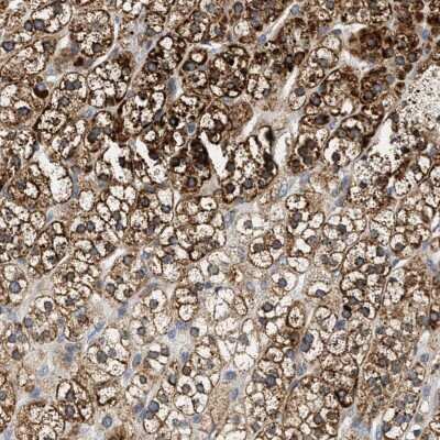 Immunohistochemistry-Paraffin: HDHD3 Antibody [NBP1-86708]