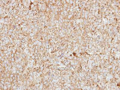 Immunohistochemistry-Paraffin: HEBP1 Antibody [NBP2-14977]
