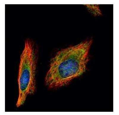 Immunocytochemistry/ Immunofluorescence: HENMT1 Antibody [NBP1-32620]