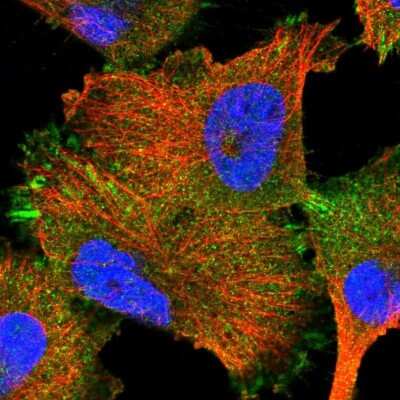 Immunocytochemistry/ Immunofluorescence: HENMT1 Antibody [NBP1-88328]