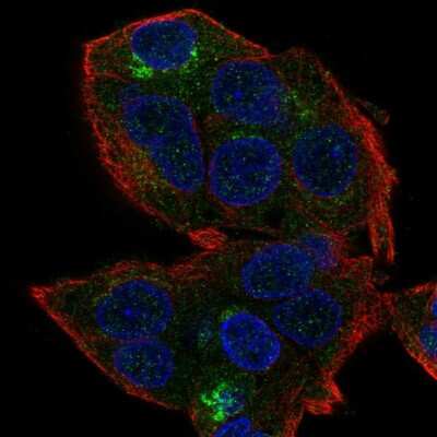 Immunocytochemistry/ Immunofluorescence: HEPN1 Antibody [NBP2-55007]
