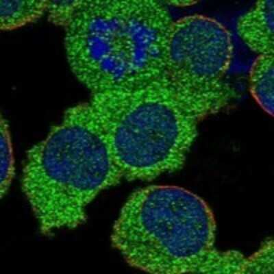 Immunocytochemistry/ Immunofluorescence: HERC2 Antibody [NBP3-17380]