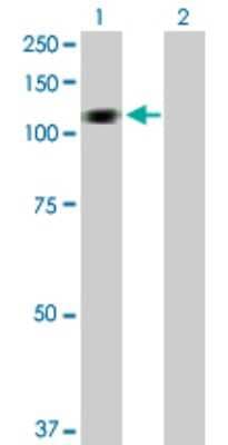 Western Blot: HERC3 Antibody [H00008916-D01P]