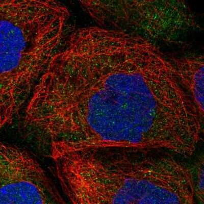 Immunocytochemistry/ Immunofluorescence: HERC4 Antibody [NBP2-56037]