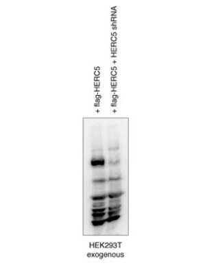 Western Blot: HERC6 Antibody [NBP1-55025]
