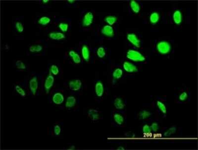 Immunocytochemistry/ Immunofluorescence: HES-1 Antibody (3A3) [H00003280-M02]